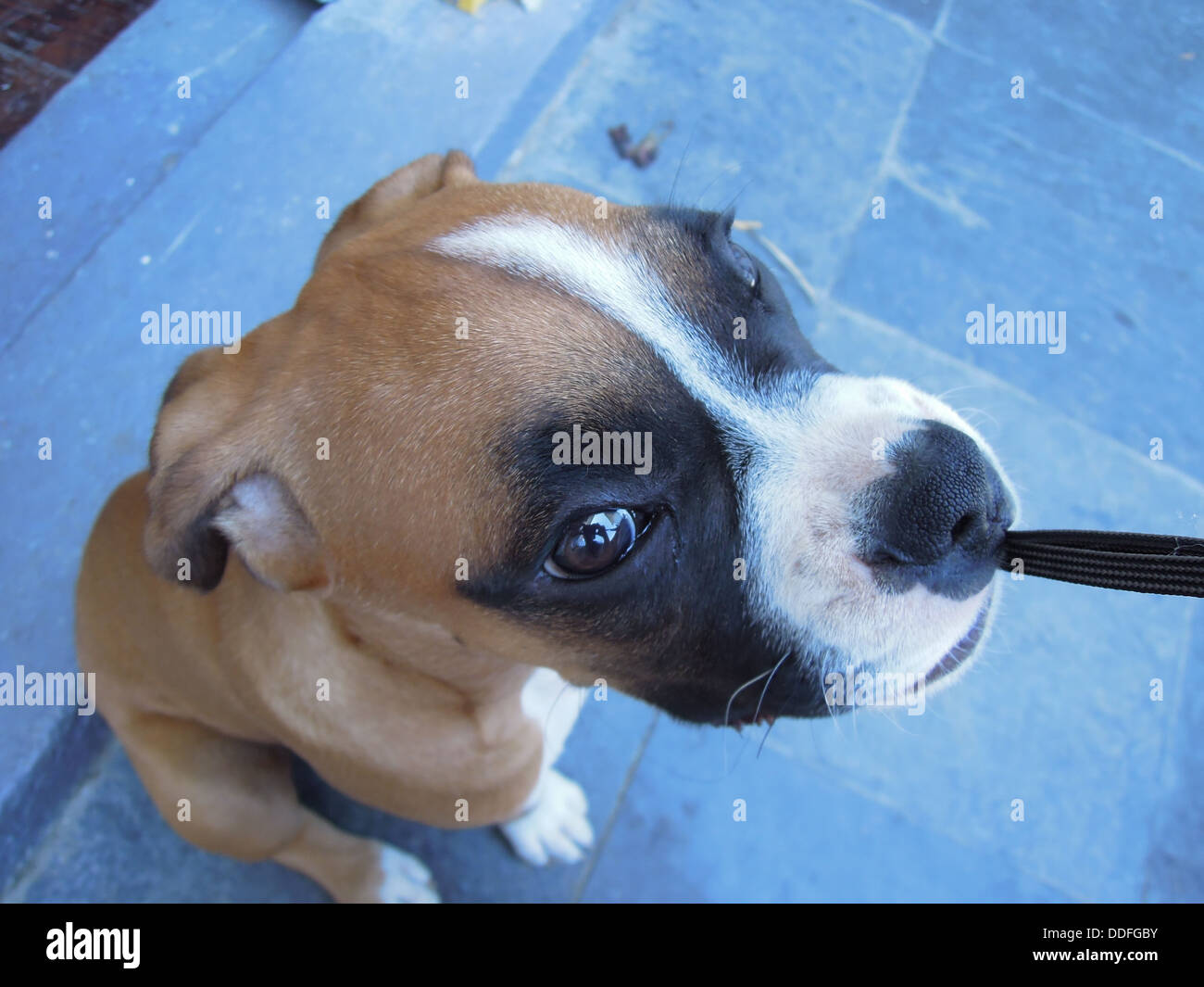 Un mignon chiot boxer mordant est une laisse Banque D'Images