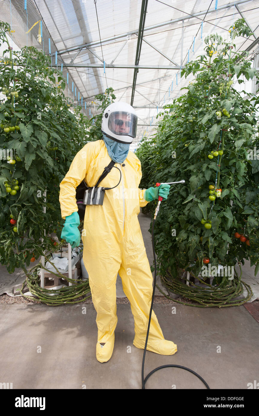 La pulvérisation de tomates hydroponiques Banque D'Images