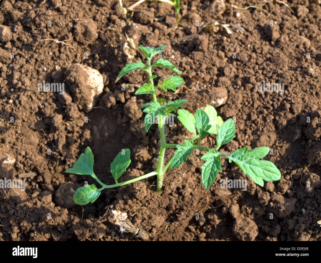 Semis de tomate Banque D'Images