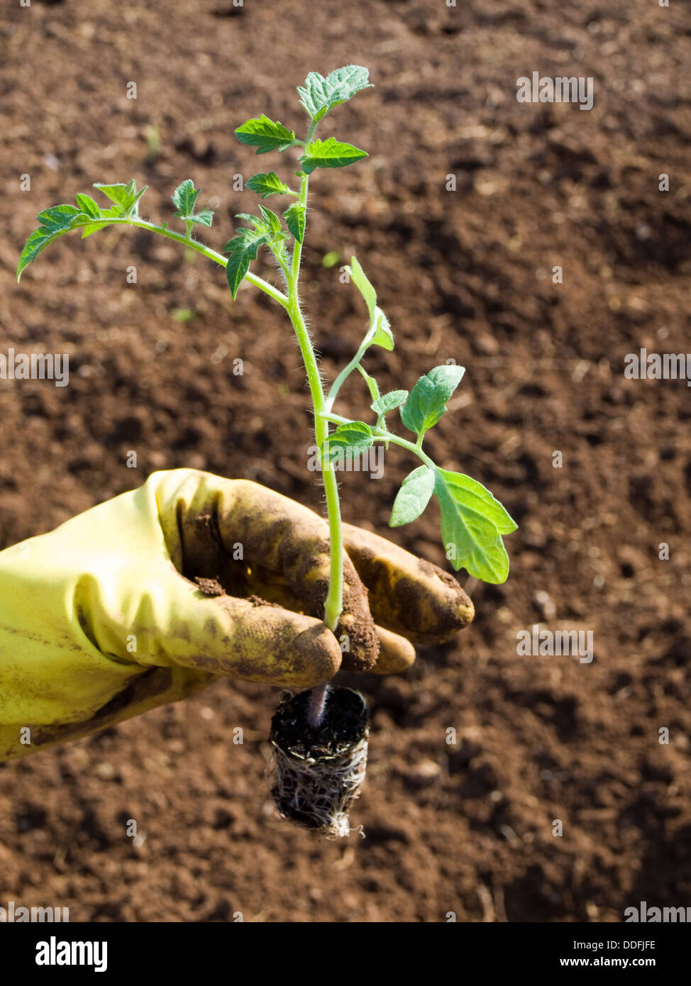 Semis de tomate Banque D'Images