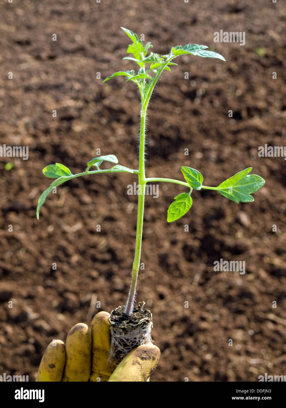 Semis de tomate Banque D'Images