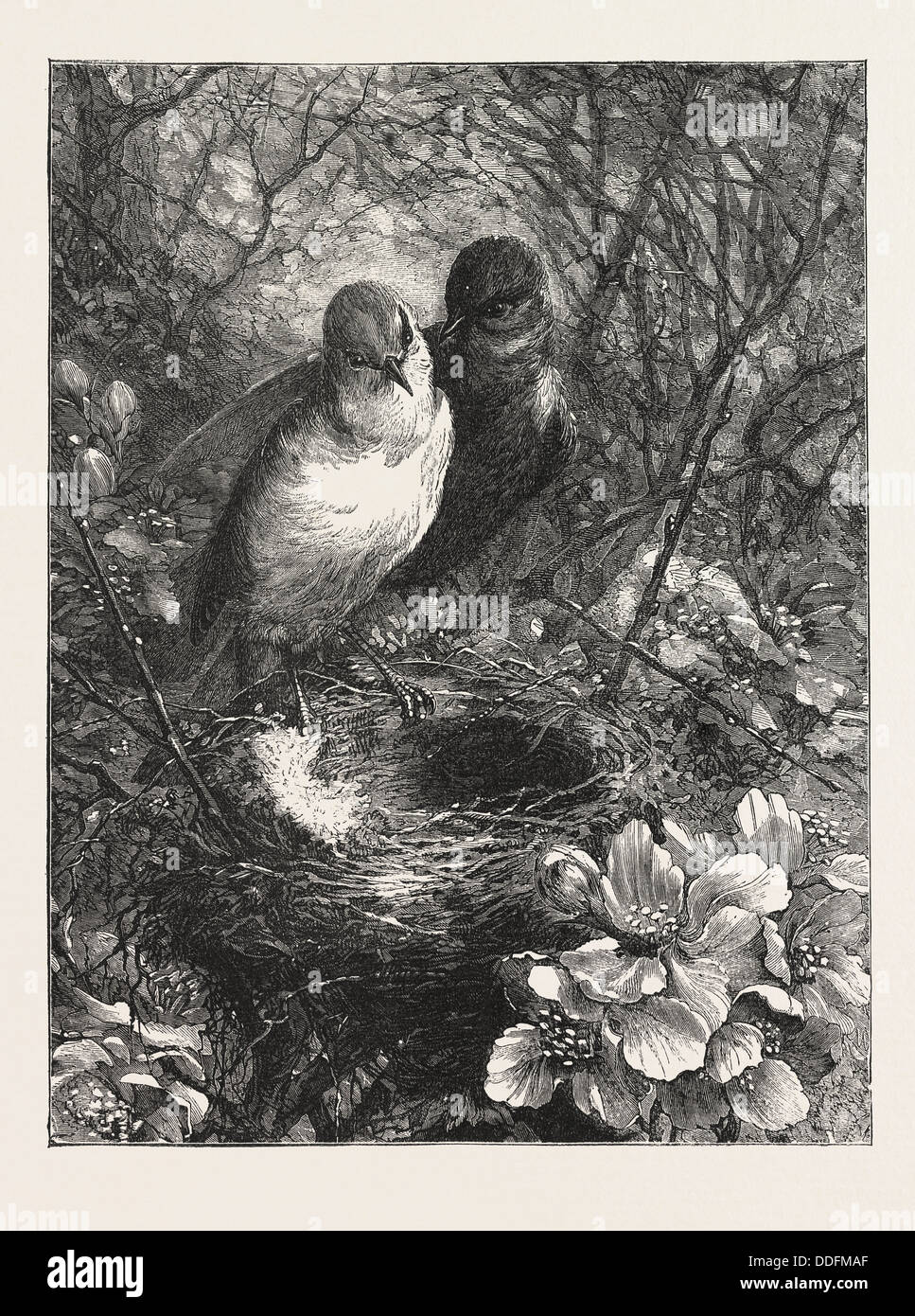 Le premier nid, GRAVURE 1876, OISEAU, oiseaux, printemps, NATURE Banque D'Images