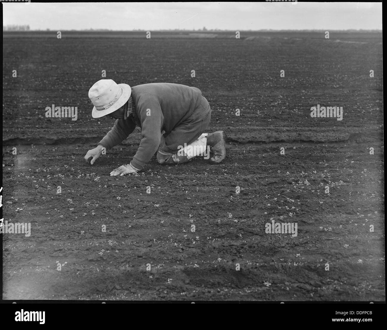 Cette photographie montre un ouvrier escamotable désherbant un champ de céleri à Stockton, en Californie. Cette pratique, courante dans l'agriculture, impliquait des travailleurs qui se penchaient ou « se replient » pour s'occuper des cultures dans les champs. Il met en lumière les conditions de travail des travailleurs agricoles à cette époque. Banque D'Images
