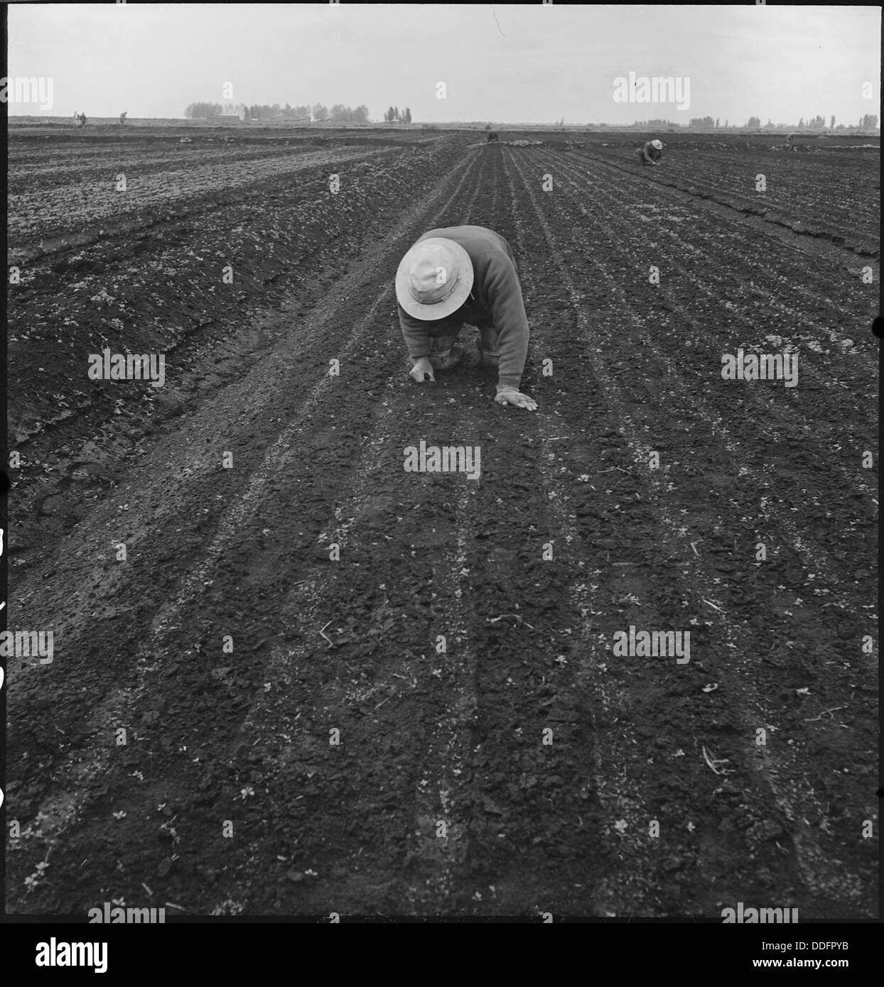 Des ouvriers agricoles sont vus désherber un champ de céleri sur un ranch industrialisé dans la région du Delta de Stockton, en Californie, avant une évacuation, probablement liée aux efforts agricoles de guerre ou à une relocalisation. Banque D'Images