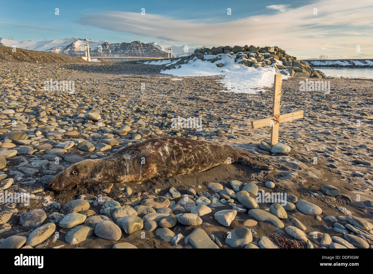 Joint mort Breidamerkursandur, plaine d'épandage fluvio-glaciaire, l'Islande Banque D'Images
