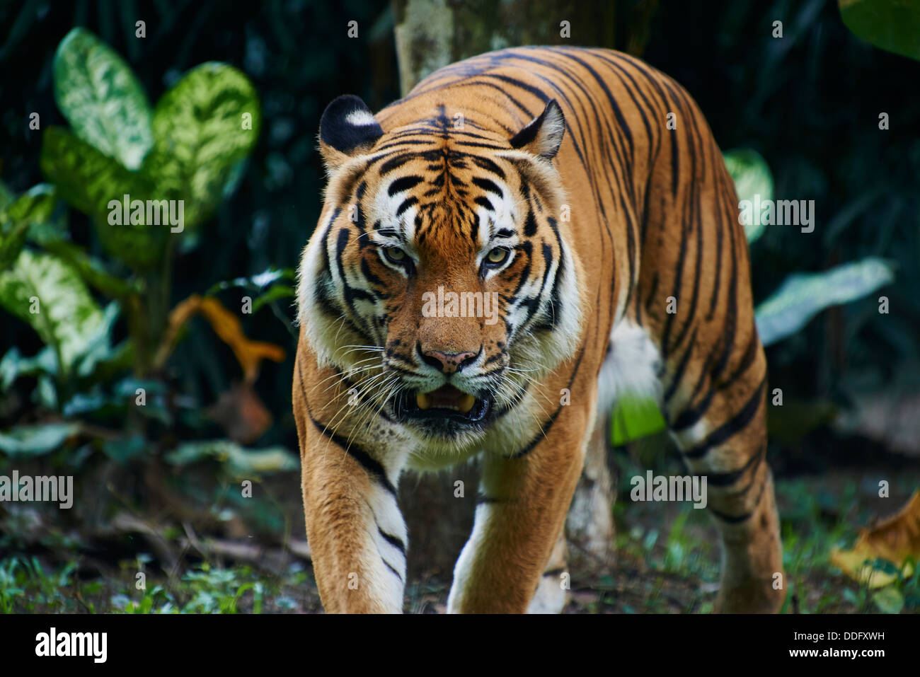 La Malaisie, l'État de Selangor, Kuala Lumpur à Tiger Zoo Negara Banque D'Images