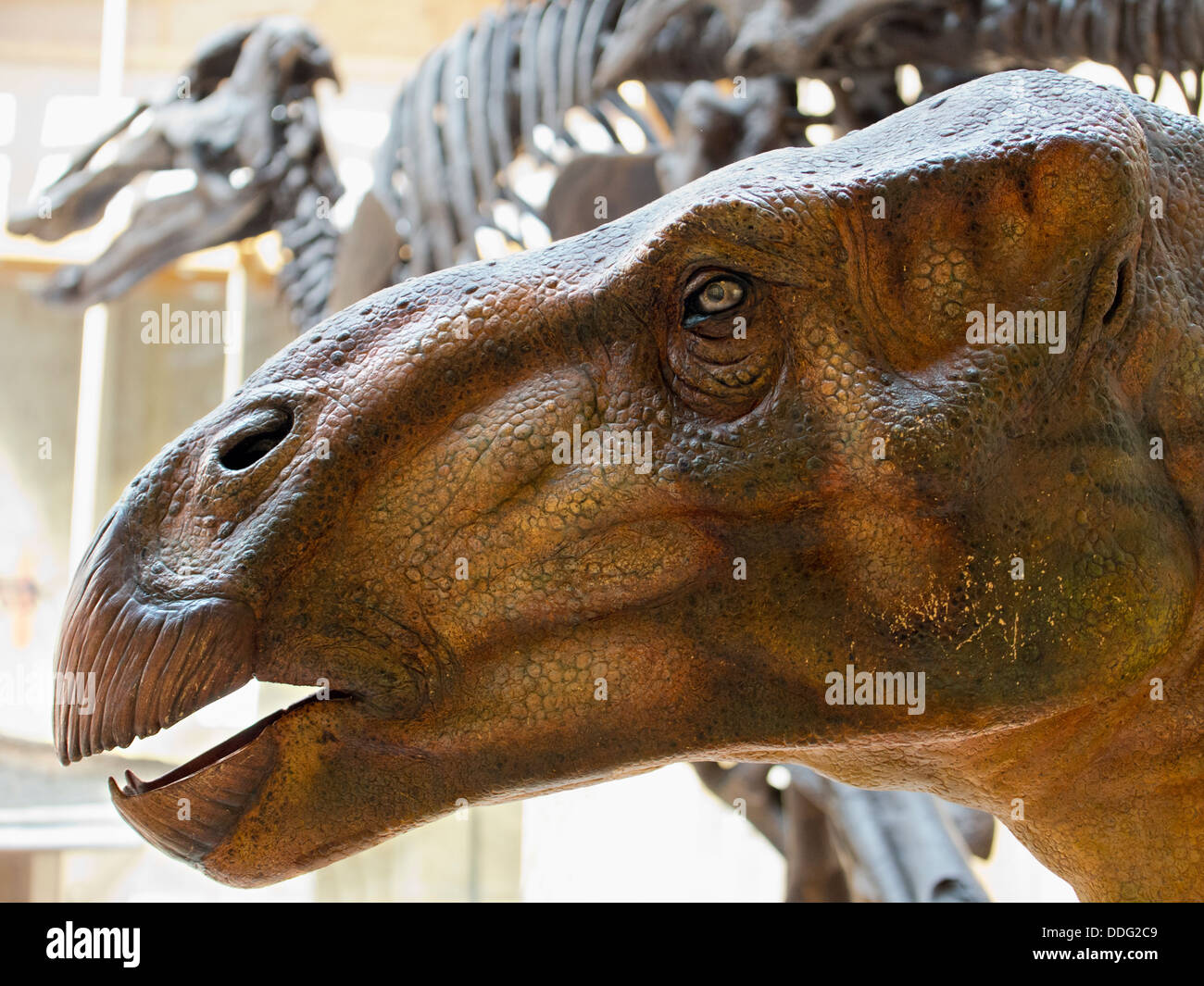 Des os de dinosaure au Pitt Rivers Museum d'Histoire Naturelle, Oxford 3 Banque D'Images