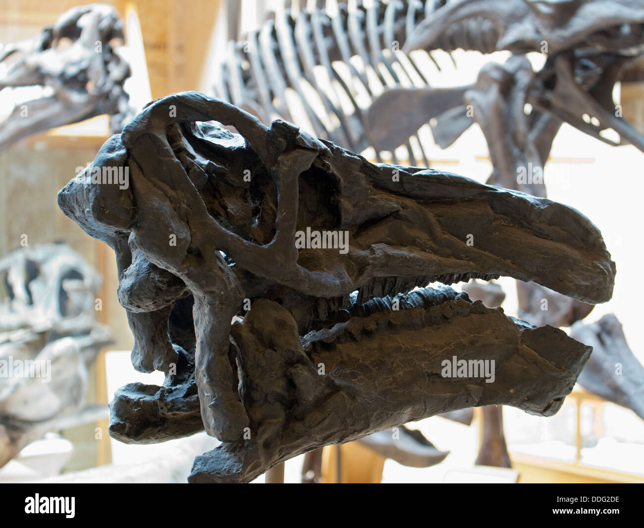 Des os de dinosaure au Pitt Rivers Museum d'Histoire Naturelle, Oxford 5 Banque D'Images