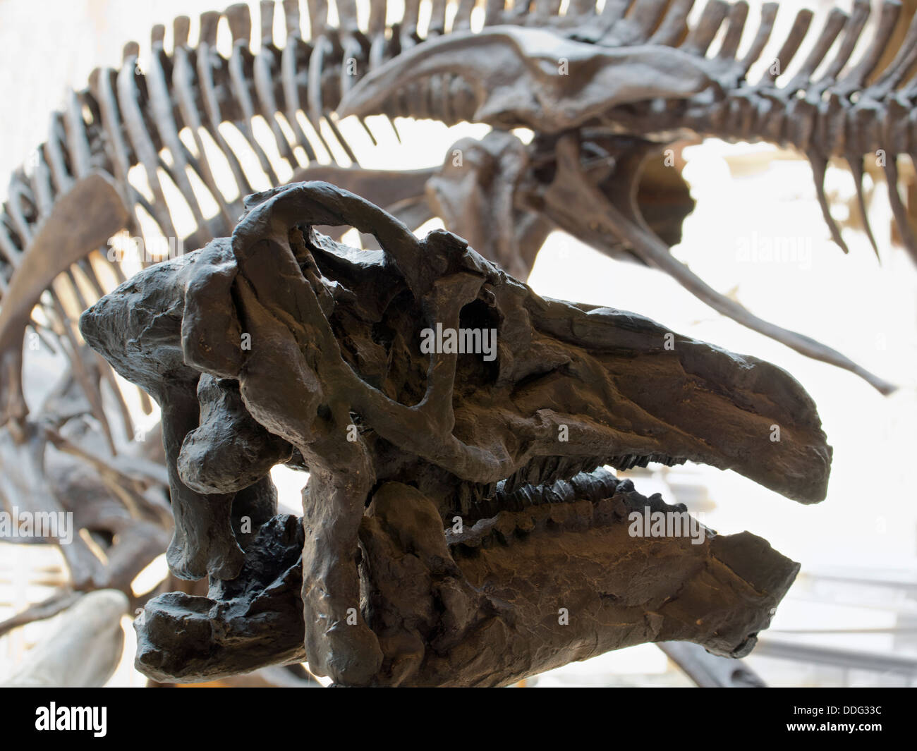 Des os de dinosaure au Pitt Rivers Museum d'Histoire Naturelle, Oxford 1 Banque D'Images