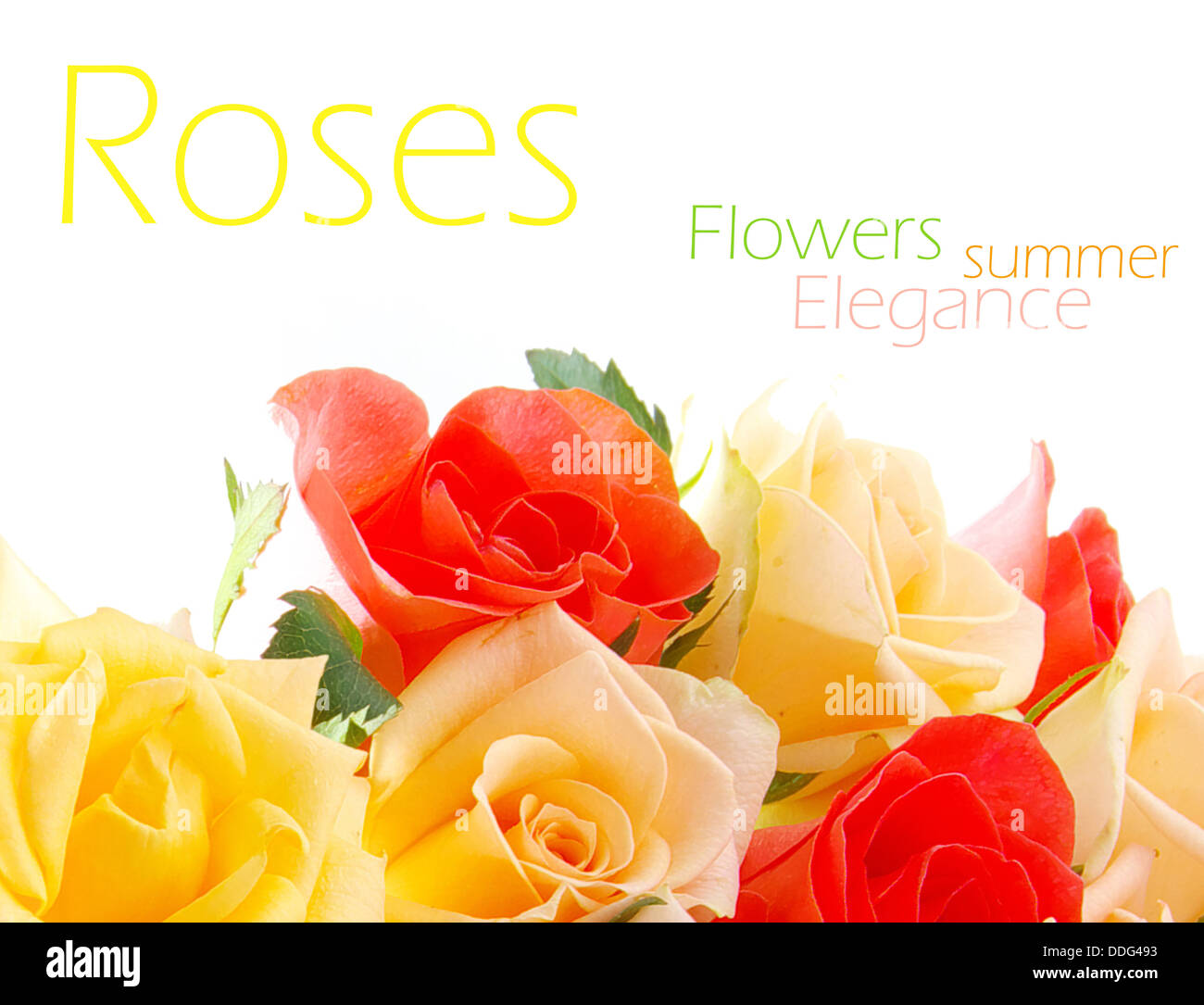 Roses Banque D'Images