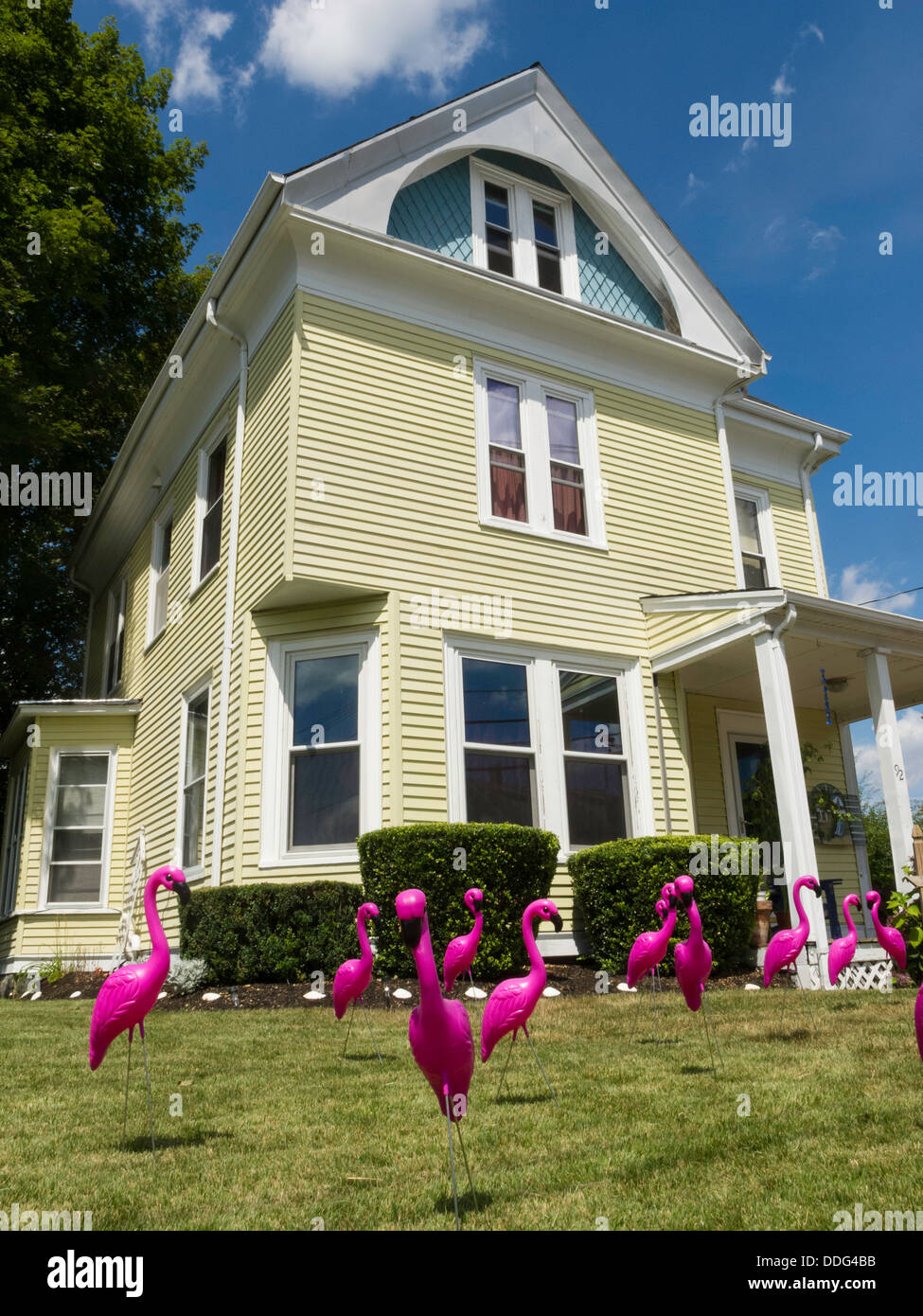Téléchargement gratuit Images Volee De Flamants Roses En Plastique Sur La Pelouse Blague Usa actualisé par