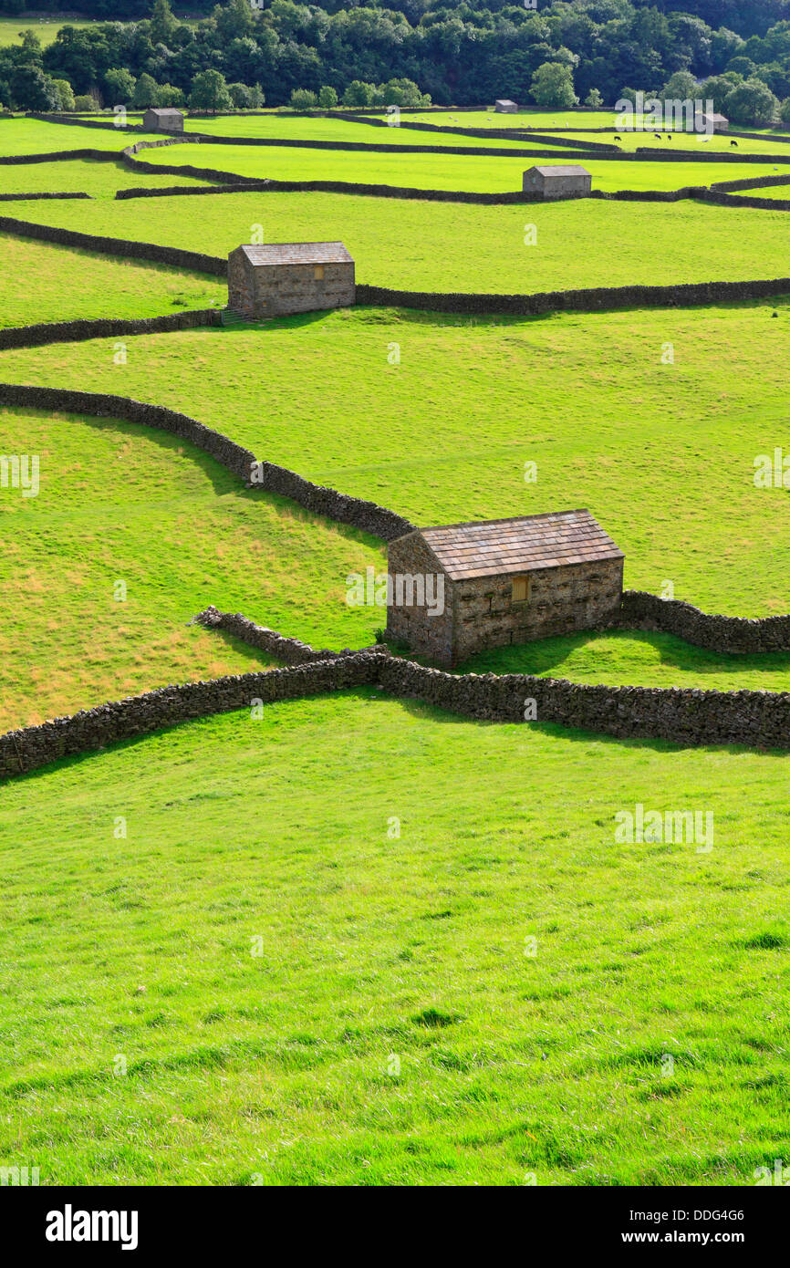 Domaine des granges et des murs en pierre sèche dans la région de Gunnerside Swaledale, Yorkshire du Nord, Yorkshire Dales National Park, England, UK. Banque D'Images