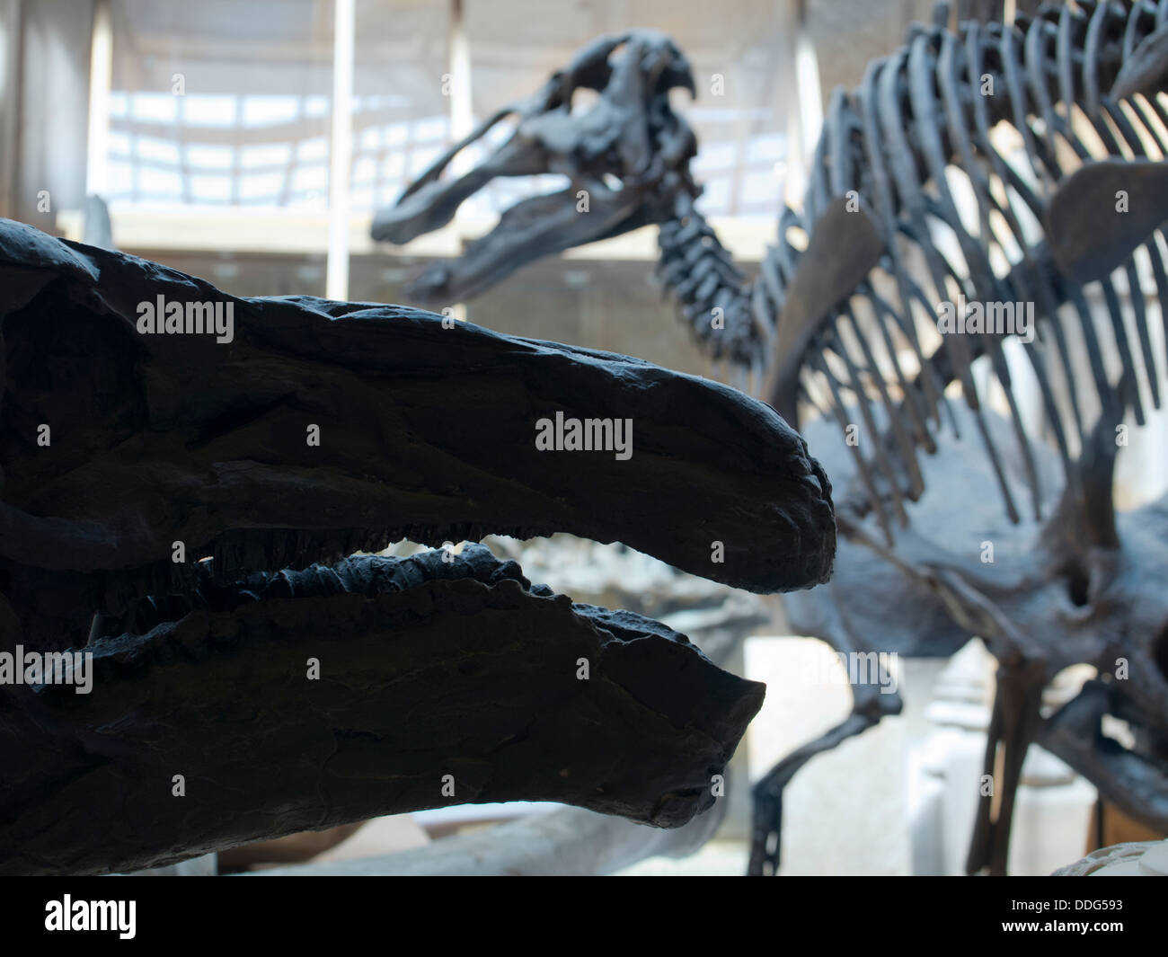 Des os de dinosaure au Pitt Rivers Museum d'Histoire Naturelle, Oxford 4 Banque D'Images