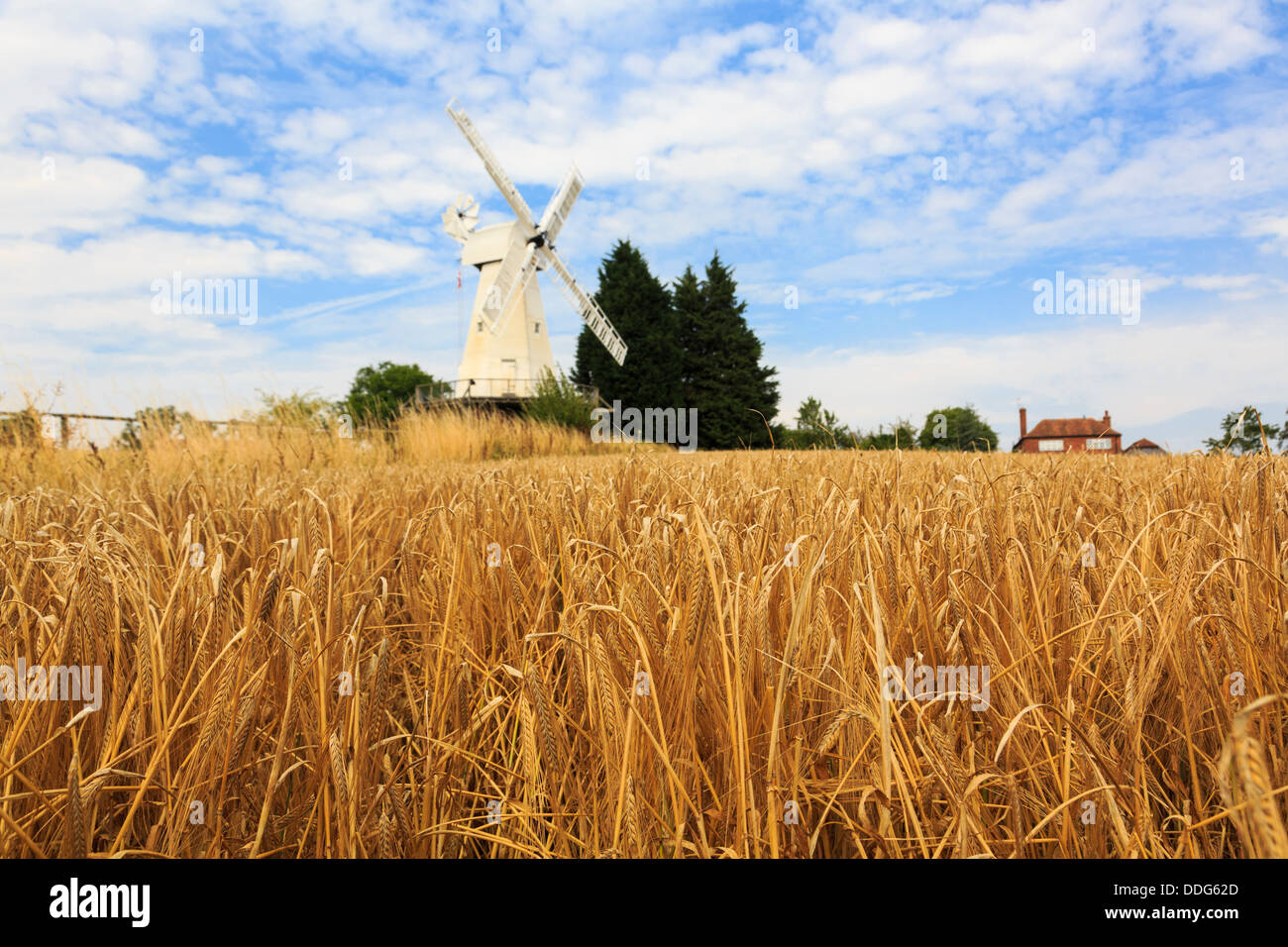 19C Kentish smock mill moulin à vent en bois blanc, au-delà d'un domaine de la récolte d'orge arables mûrs prêts pour la récolte à la fin de l'été. Woodchurch, Kent, England, UK Banque D'Images