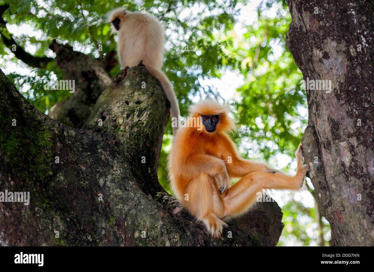 gee golden langur gee golden langur