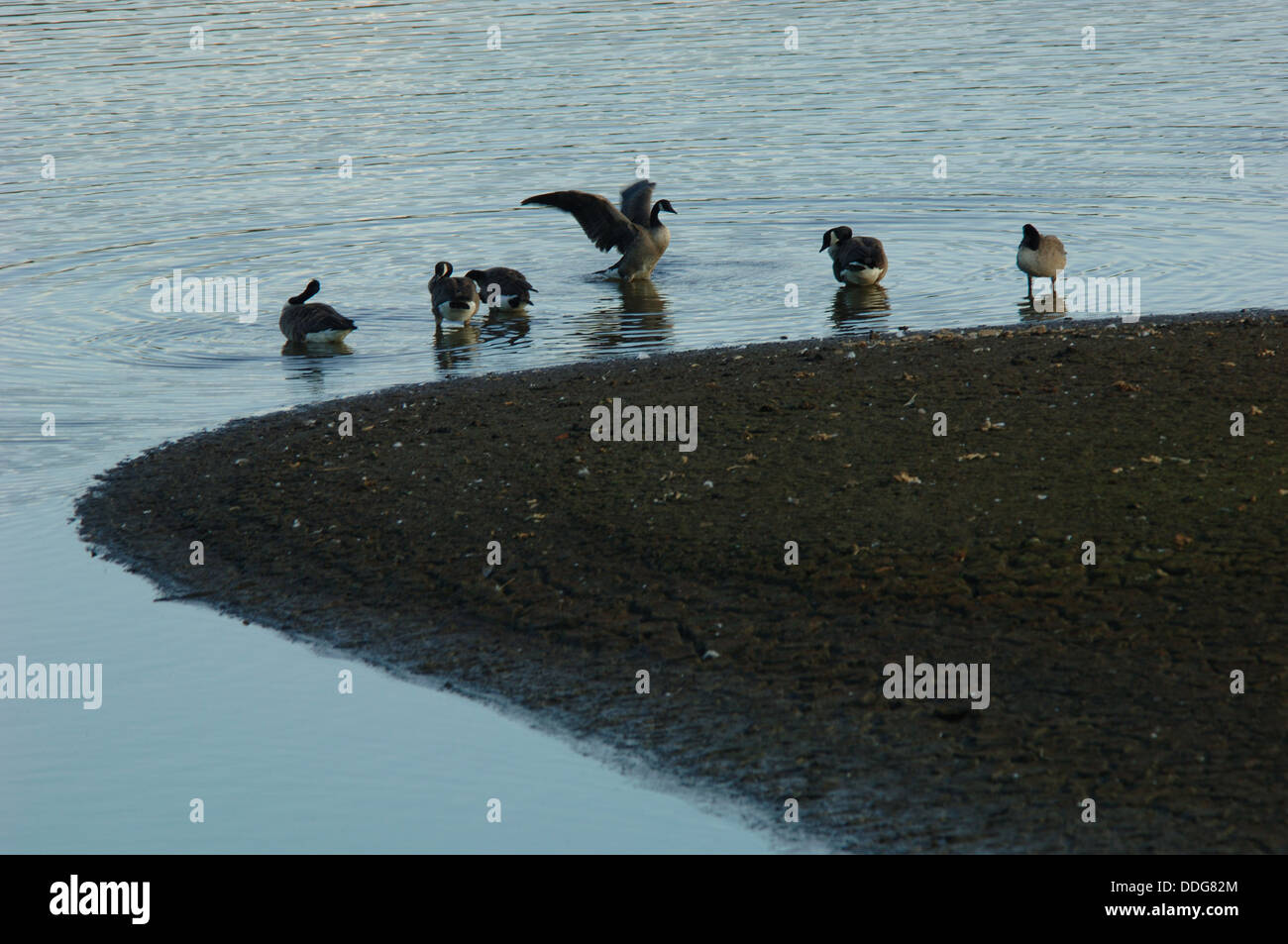 La Bernache du Canada dans Tittisworth Staffordshire Réservoir UK. } {Branta canadensis Banque D'Images
