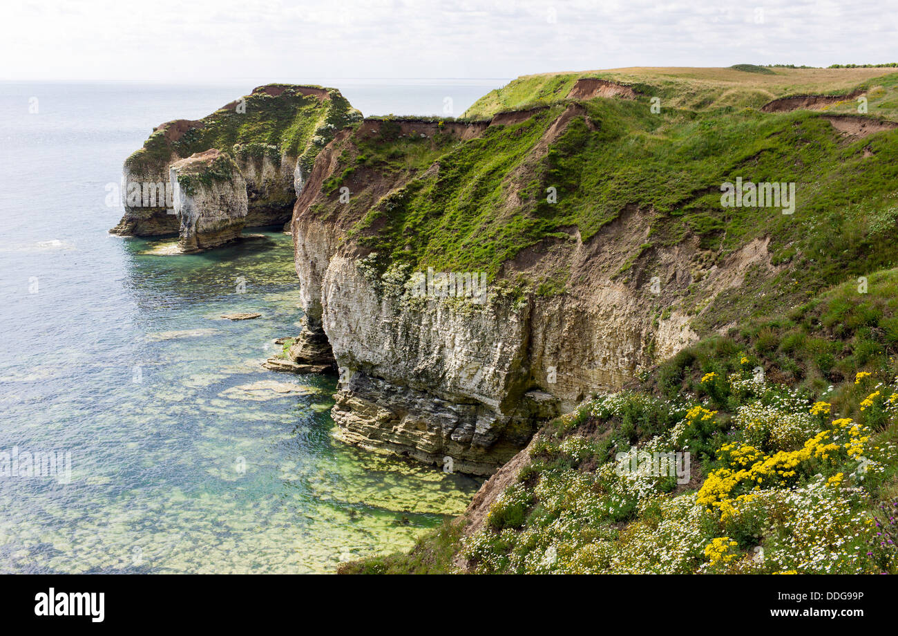 Les falaises de craie, Flamborough Head, Yorkshire, UK. Banque D'Images