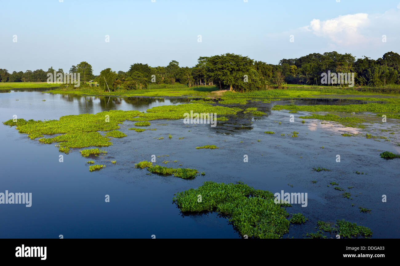 La jacinthe d'eau, lagune et l'île de Majuli, dans l'Assam, en Inde. Banque D'Images