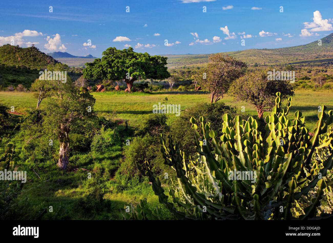 La flore des prairies avec de riches, de savane et de bush dans le paysage du parc national de Tsavo Ouest, le Kenya, l'Afrique. Banque D'Images