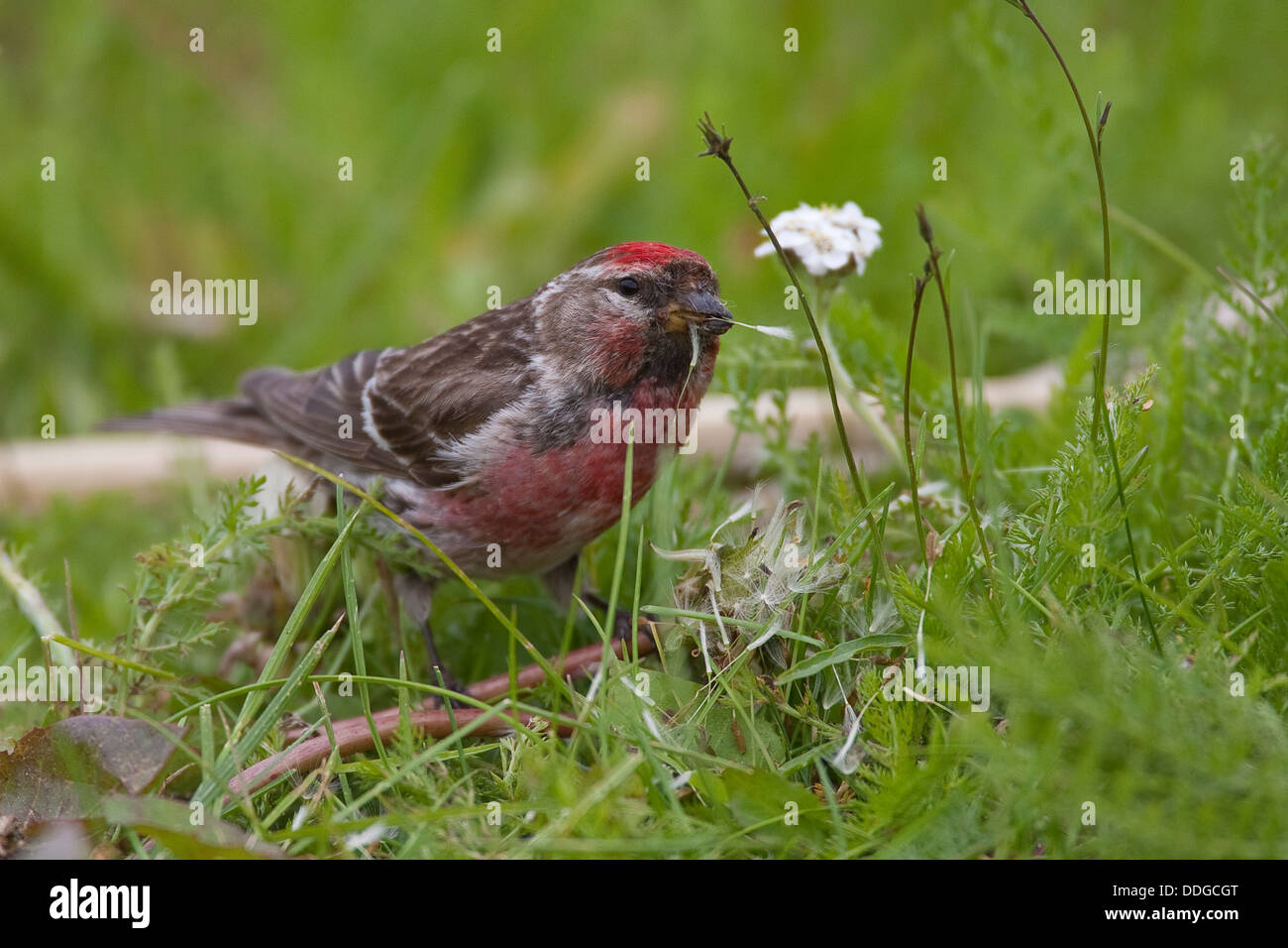 Sizerin flammé, homme, Birkenzeisig Birken-Zeisig, Männchen, Carduelis flammea, Zeisig, Acanthis flammea flammea flammea, Banque D'Images