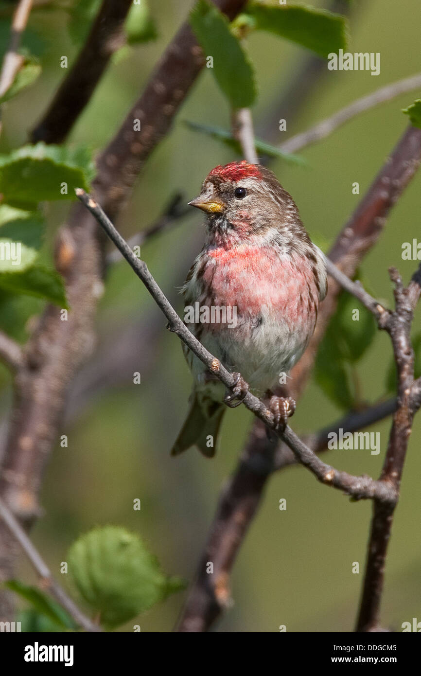 Sizerin flammé, homme, Birkenzeisig Birken-Zeisig, Männchen, Carduelis flammea, Zeisig, Acanthis flammea flammea flammea, Banque D'Images