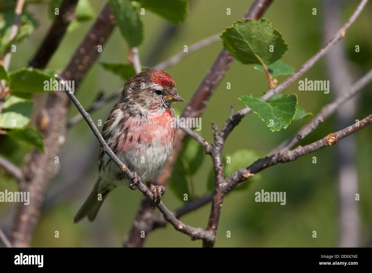 Sizerin flammé, homme, Birkenzeisig Birken-Zeisig, Männchen, Carduelis flammea, Zeisig, Acanthis flammea flammea flammea, Banque D'Images