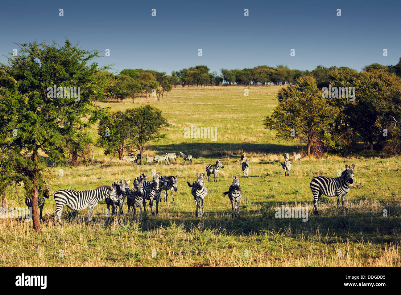 Troupeau de zèbres in The Serengeti, Tanzania, Africa Banque D'Images Troupeau de zèbres in The Serengeti, Tanzania, Africa Banque D'Images