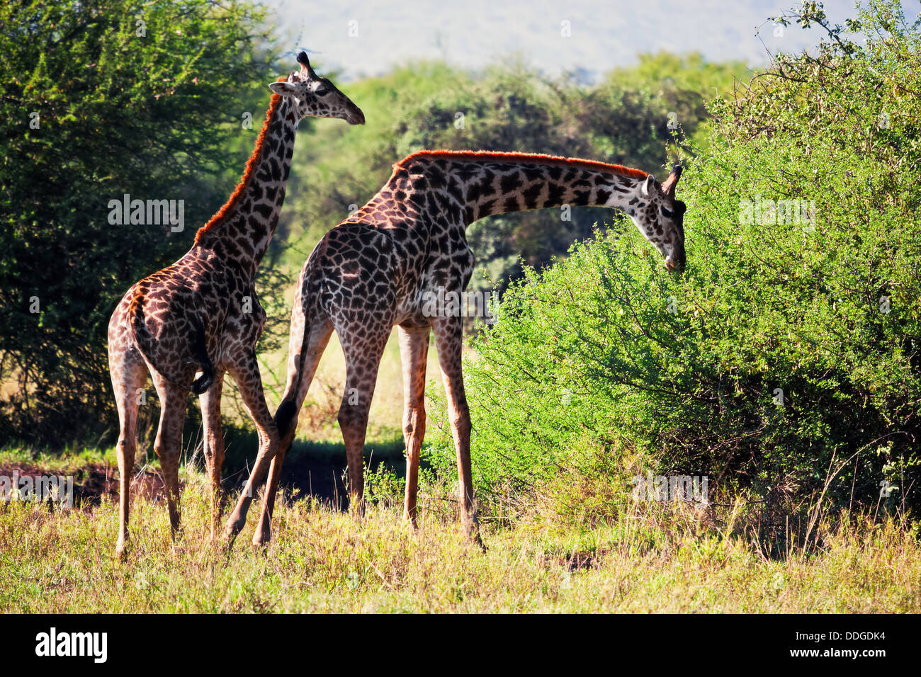Deux girafes de manger dans le Serengeti National Park, Tanzania, Africa Banque D'Images