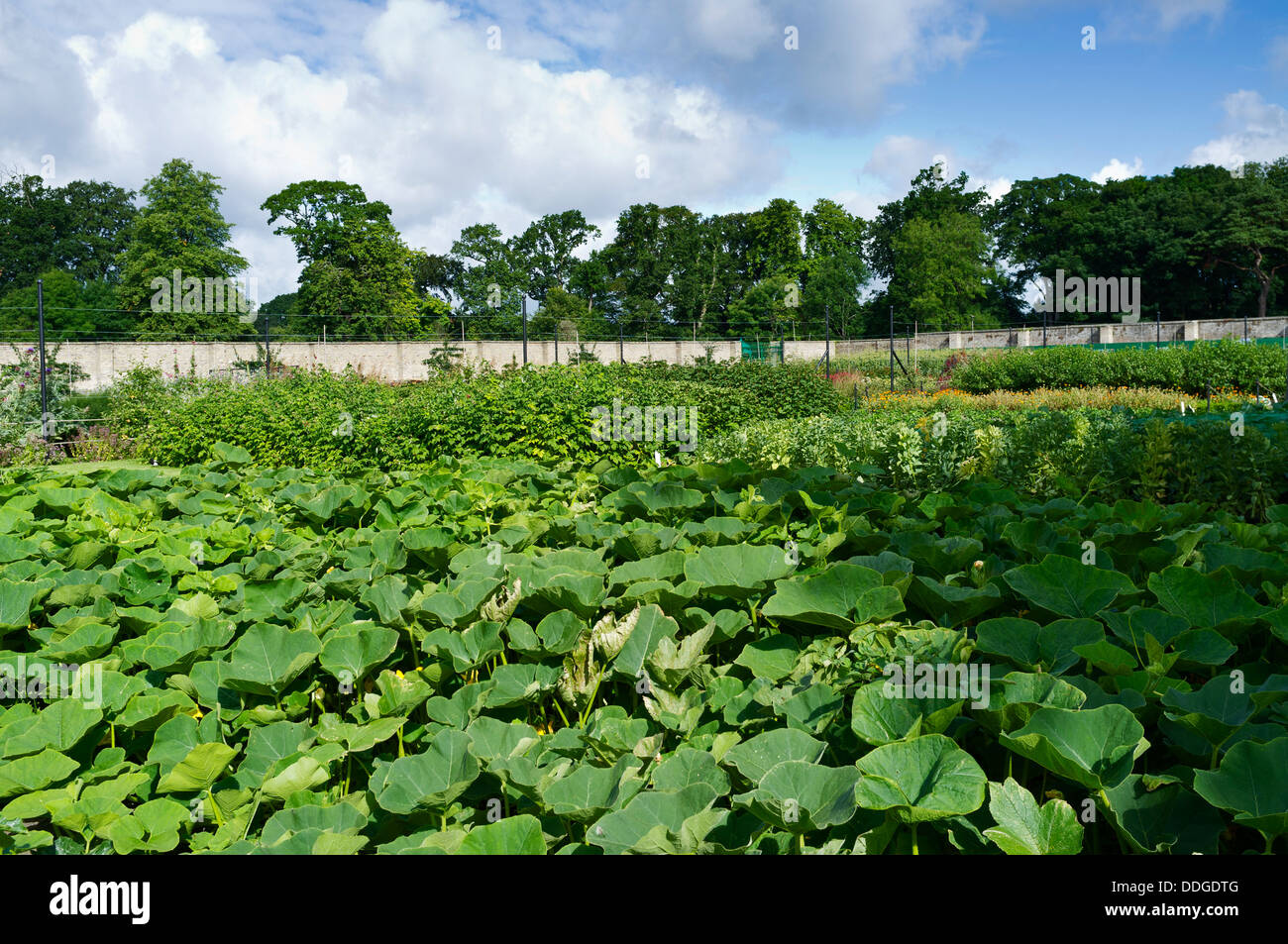 L'intérieur de la paroi cuisine jardin du Phoenix Park, Dublin, Irlande. Banque D'Images