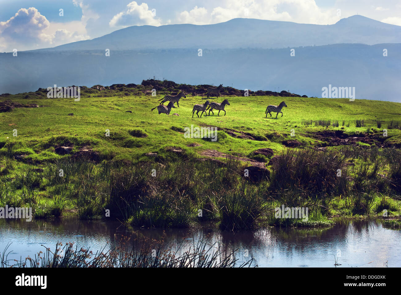 Les zèbres sur vert colline herbeuse dans le cratère de Ngorongoro Conservation Area, Tanzania, Africa Banque D'Images