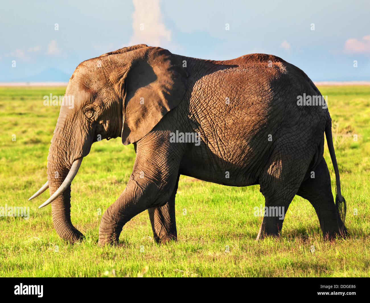 L'éléphant africain (Loxodonta africana) portrait dans le Parc national Amboseli, vallée du Rift, Kenya, Africa Banque D'Images