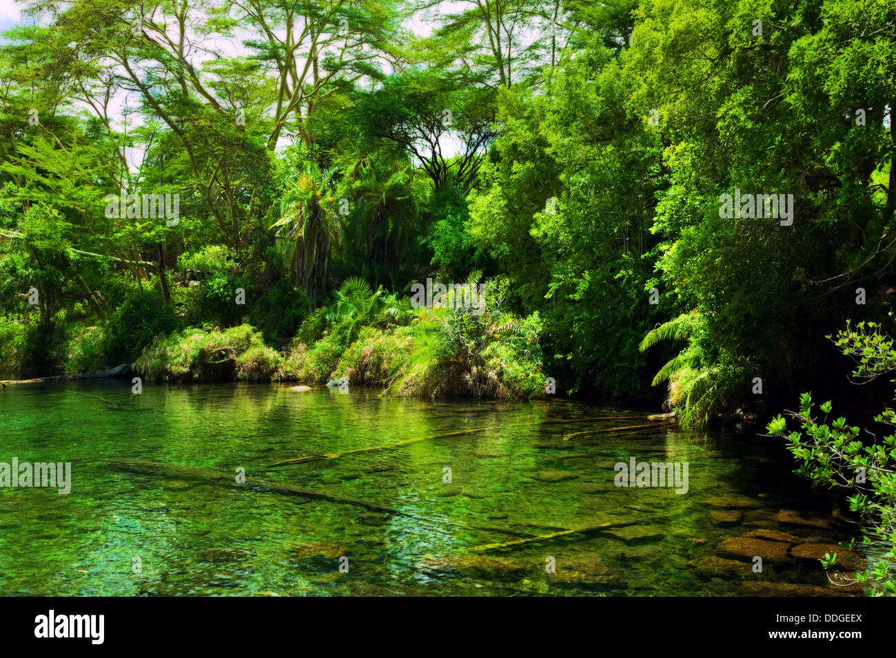 Jungle, bush et de l'eau vert printemps à Tsavo West National Park, Kenya, Africa Banque D'Images