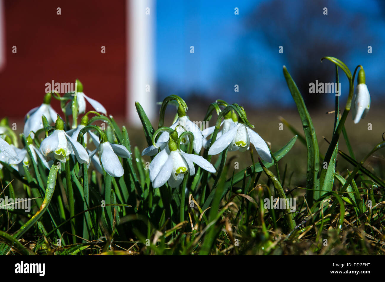 Perce-neige avec dewdrops dans un vieux jardin. Banque D'Images