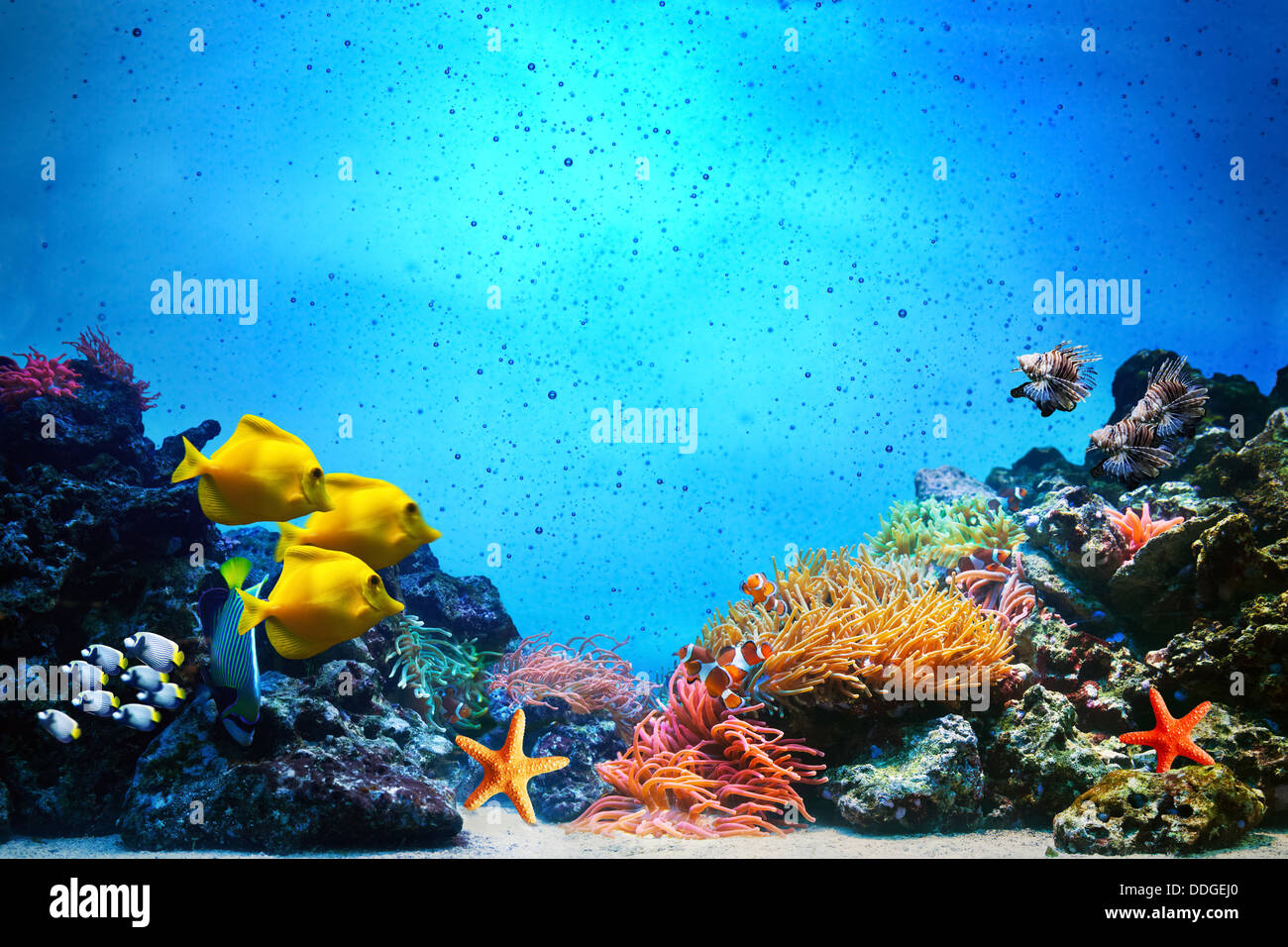 Scène sous-marine avec les récifs coralliens Banque D'Images