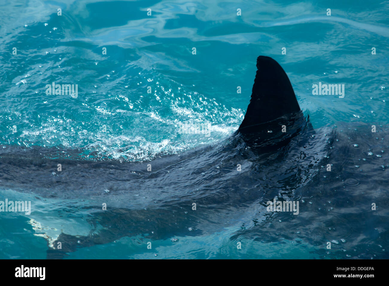 La nageoire dorsale d'un grand requin blanc La surface de rupture Banque D'Images