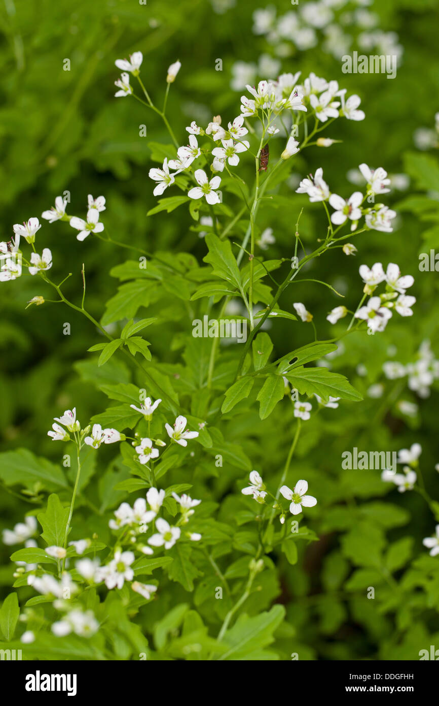 Grand-Amer cress, Grand Bittercress Schaumkraut Bitter-Schaumkraut Bitteres,,, Bitterkresse Wildkresse, Cardamine amara, Banque D'Images