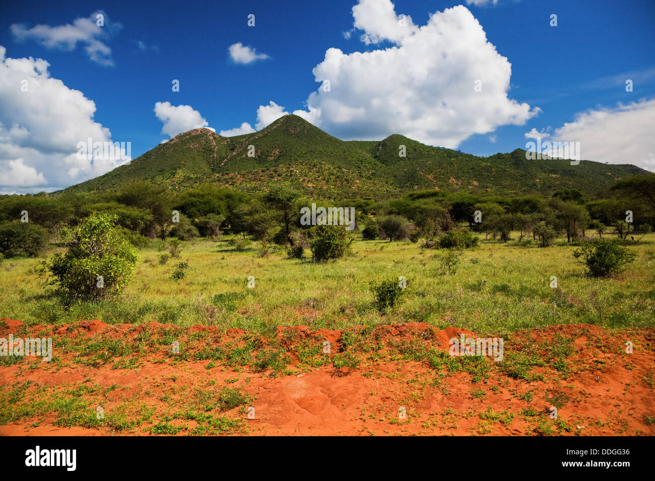 Paysage de savane et de Bush à Tsavo West National Park, Kenya, Afrique. Banque D'Images