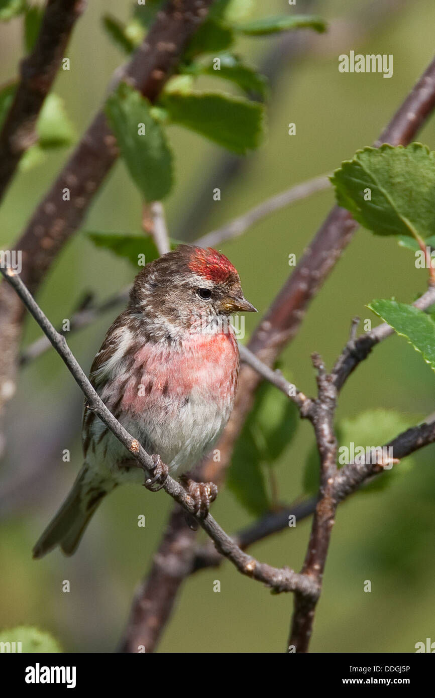 Sizerin flammé, homme, Birkenzeisig Birken-Zeisig, Männchen, Carduelis flammea, Zeisig, Acanthis flammea flammea flammea, Banque D'Images