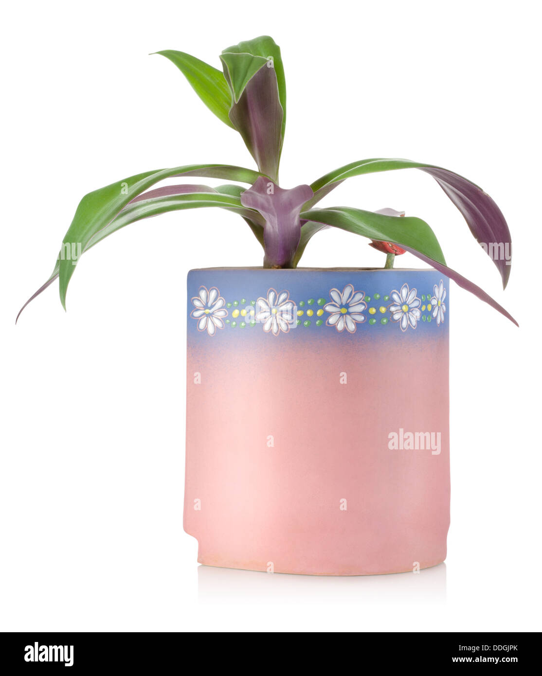 Fleur dans un pot en céramique Banque D'Images