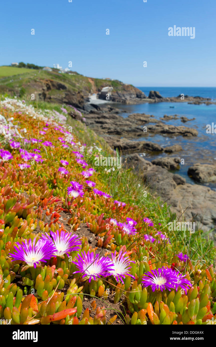 Le cap Lizard, Cornwall, UK ; Hottentot Fig en premier plan Banque D'Images