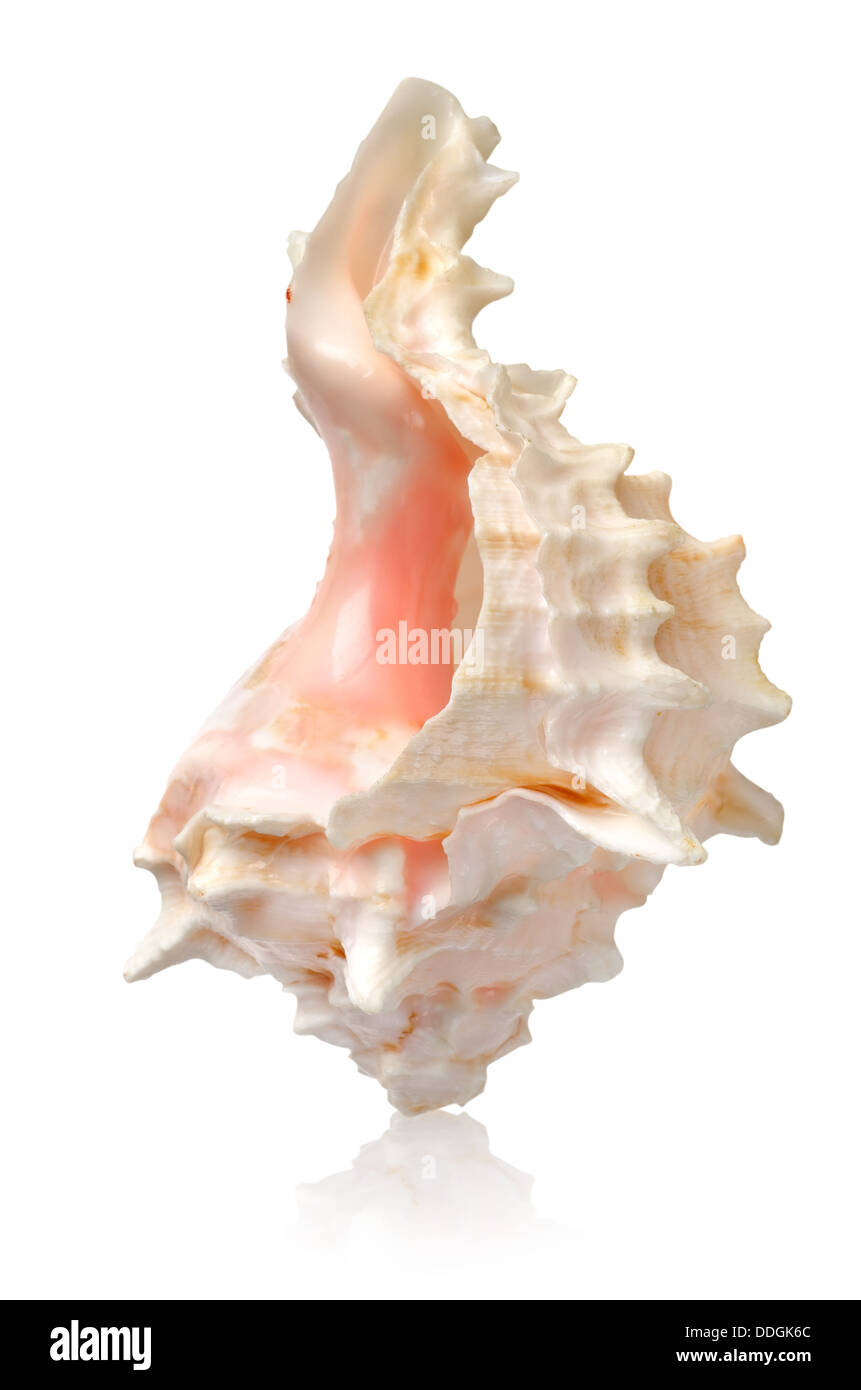 Shell en position verticale Banque D'Images