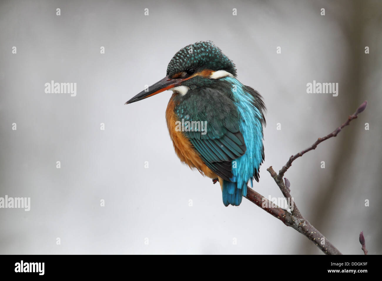 Kingfisher (Alcedo atthis commune) assis sur son perchoir en hiver. Banque D'Images