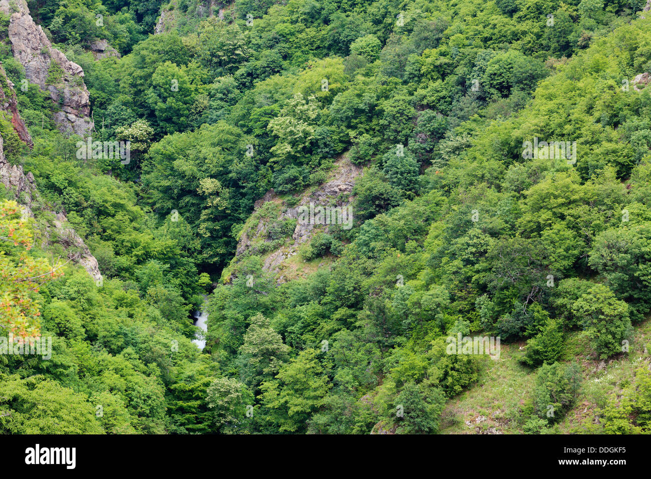 Petit cours d'eau dans une vallée profonde. Parc National Balkan Central. La Bulgarie. Banque D'Images