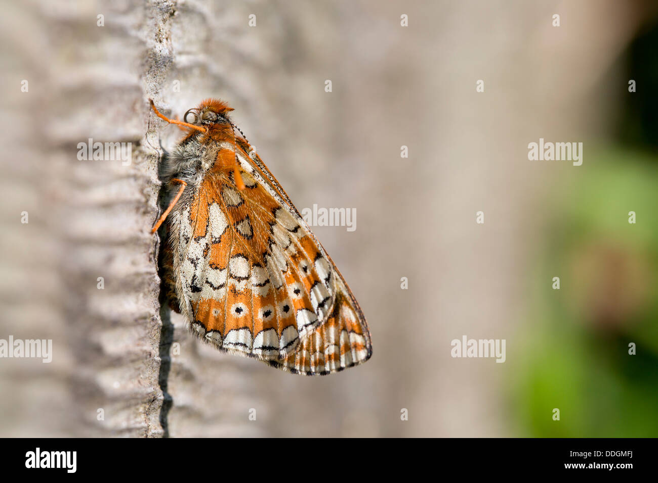 Marsh Fritillary Butterfly Euphydryas aurinia ; ; Printemps ; UK Banque D'Images