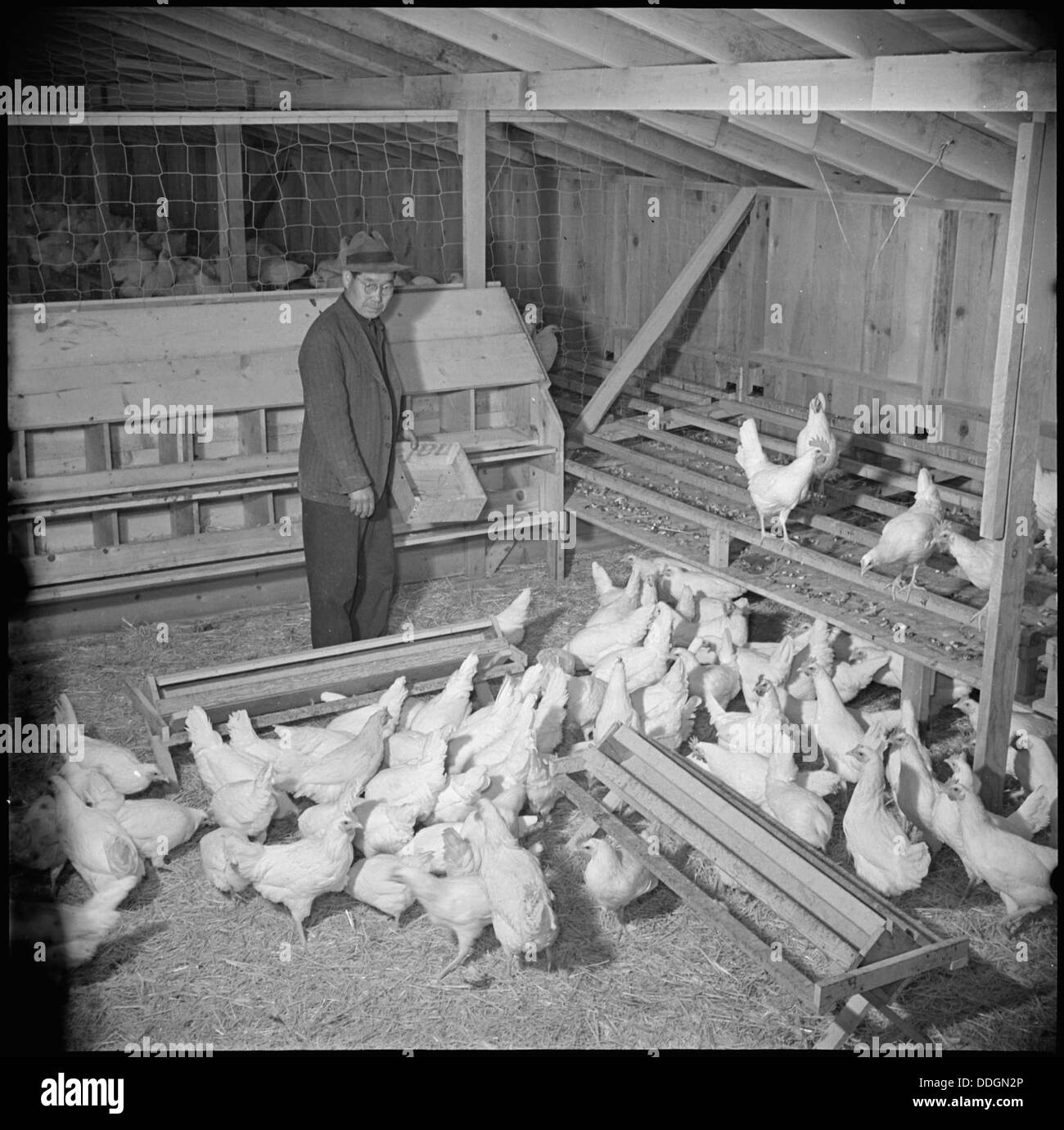 Lac Tule Centre de réinstallation, Newell, en Californie. M. Nakamura, gardien de la volaille, et ancien agriculteur . . . 536748 Banque D'Images