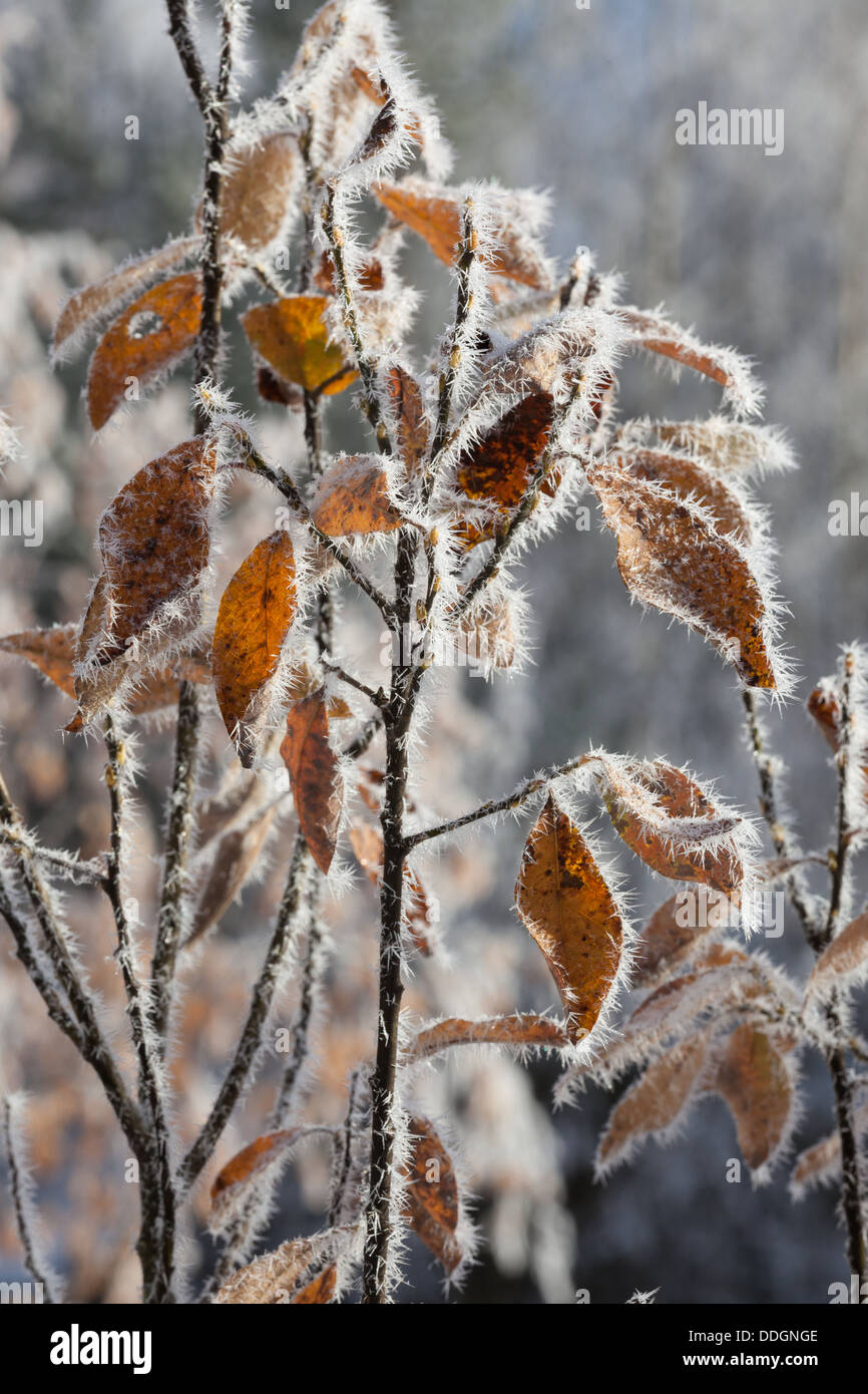 Les feuilles jaune congelé Banque D'Images