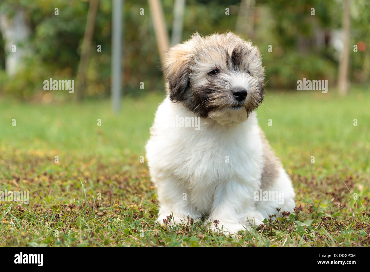 D'un chiot Coton de Tulear, chien assis dans le jardin Banque D'Images