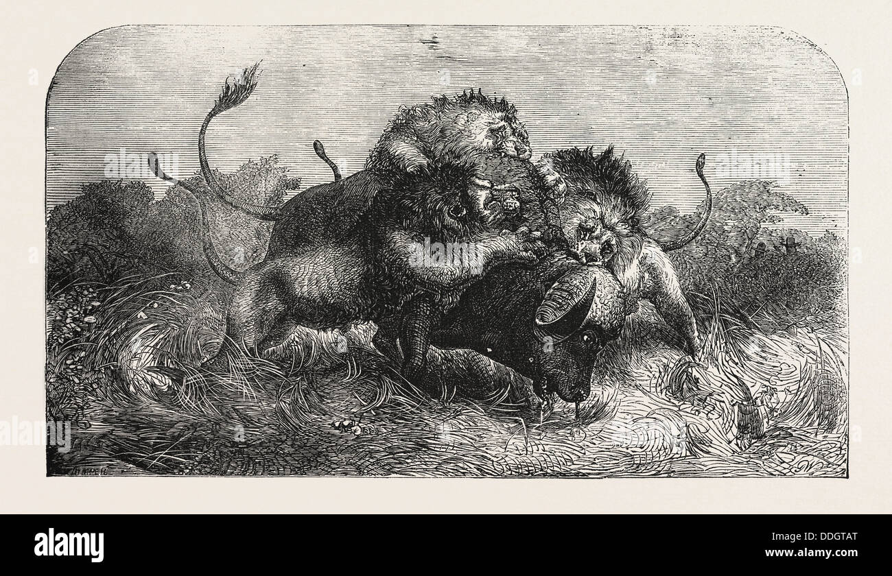 DR. LIVINGSTONE VOYAGES MISSIONNAIRES ET LES CHERCHEURS EN AFRIQUE DU SUD : TROIS LIONS TENTER DE RALENTIR UN BUFFLE Banque D'Images