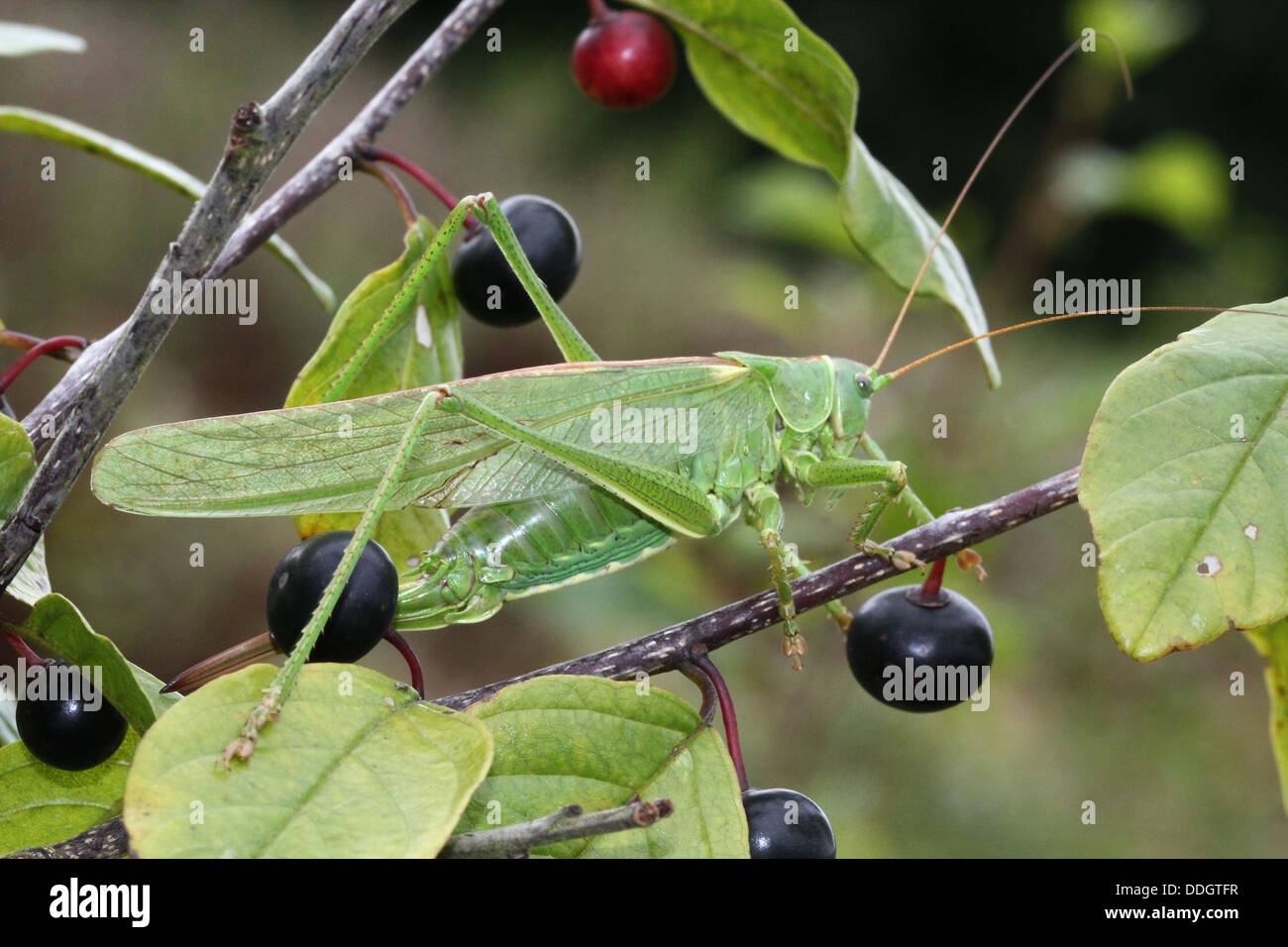 Série de macros d'une grande femelle Green Bush Cricket (Tettigonia viridissima) Banque D'Images