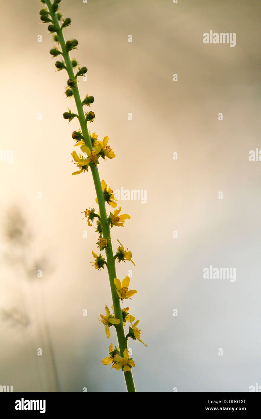 Aigremoine (Agrimonia eupatoria commun). Parc National Balkan Central. La Bulgarie. Banque D'Images